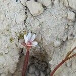 Epilobium brachycarpum Λουλούδι