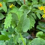 Doronicum austriacum Hoja