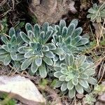 Saxifraga mutata Hostoa