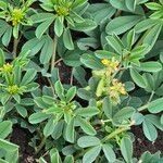 Crotalaria pycnostachya Hoja