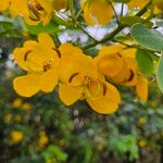 Senna surattensisFlower