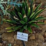 Agave victoriae-reginae Іншае