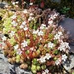 Sedum monregalense Blomma