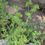 Campanula erinus موطن