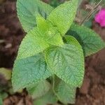 Salvia coccinea Blatt