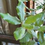 Quercus ilex Φύλλο