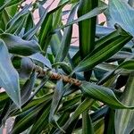 Dracaena angustifolia برگ