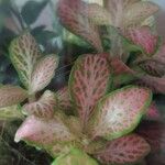 Fittonia albivenisFolha