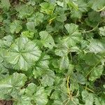 Malva parviflora Leaf