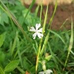 Silene noctiflora 花