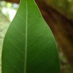 Ficus obliqua Leaf