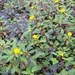 Ludwigia palustris Кветка