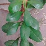 Euphorbia umbellata Flor
