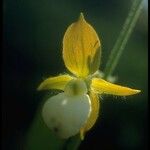 Cypripedium californicum Flor