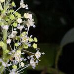 Ceanothus velutinus 花