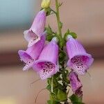 Digitalis thapsi ശീലം