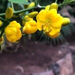 Senna bicapsularis Blüte