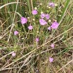 Agalinis tenuifolia Fleur