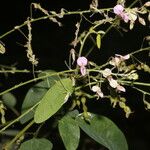 Desmodium procumbens Цвят