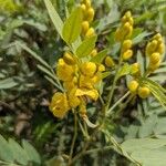 Senna alexandrina Flor