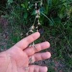 Themeda triandra Fiore