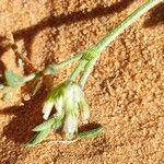 Astragalus vogelii Blodyn