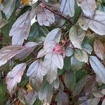 Malus toringo Blatt