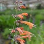 Agastache rupestris Flower