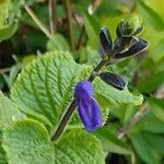 Salvia patens Folha