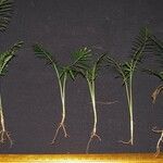 Chamaedorea brachyclada Anders