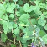 Corydalis × hausmannii Φρούτο