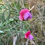 Lathyrus clymenum 花