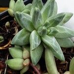 Pachyphytum compactum Liść