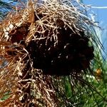 Pinus ponderosa Fruit