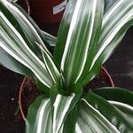 Dracaena fragrans List