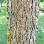 Fraxinus pennsylvanica Bark