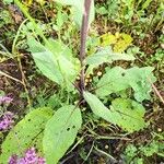 Verbascum nigrum Leaf