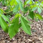 Aesculus glabraBlad