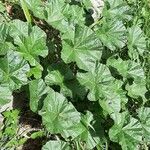 Malva parviflora Feuille