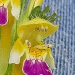 Galeopsis speciosa Fleur