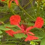 Delonix regia Lorea