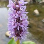 Pontederia cordata Blüte