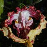 Monodora tenuifolia Flor