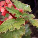 Begonia sutherlandii برگ