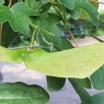 Acer campestre Fruit