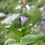 Epilobium alsinifolium Цвят