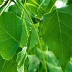 Populus deltoides Fulla