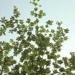 Terminalia superba Hábito