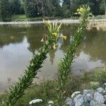 Oenothera biennisFlower