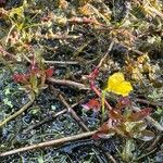 Utricularia gibba Flors